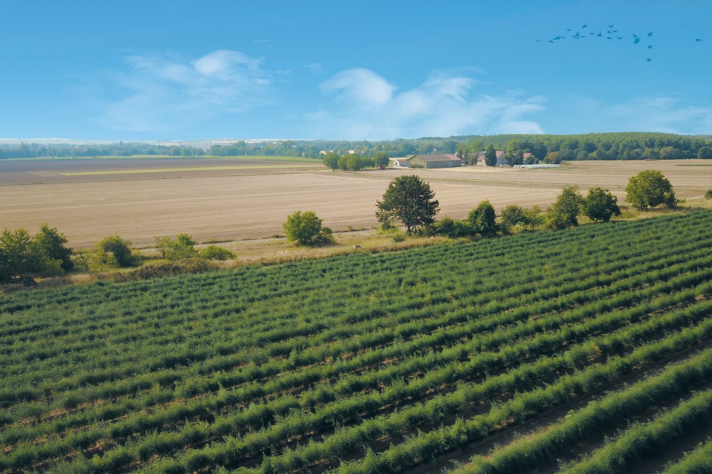 Les Jardins de la Horgne - Appartements neufs à Montigny-les-Metz